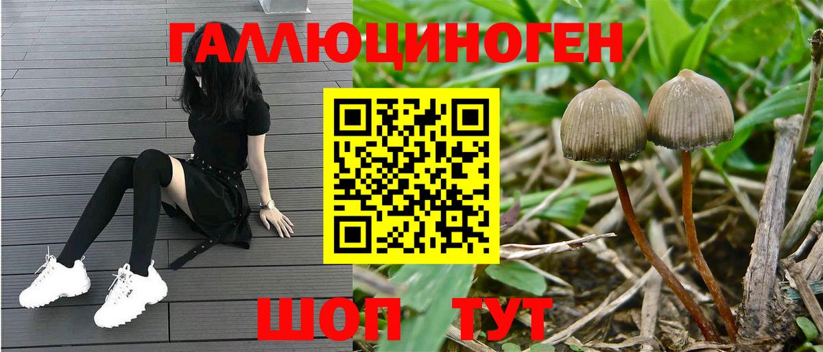 Псилоцибиновые грибы Cubensis Бутурлиновка